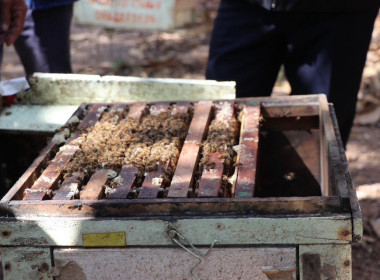 ลงพื้นที่ตรวจเยี่ยมฟาร์มเกษตรของสมาชิกสหกรณ์ผู้เลี้ยงผึ้งเมืองเลย จำกัด ... พารามิเตอร์รูปภาพ 19